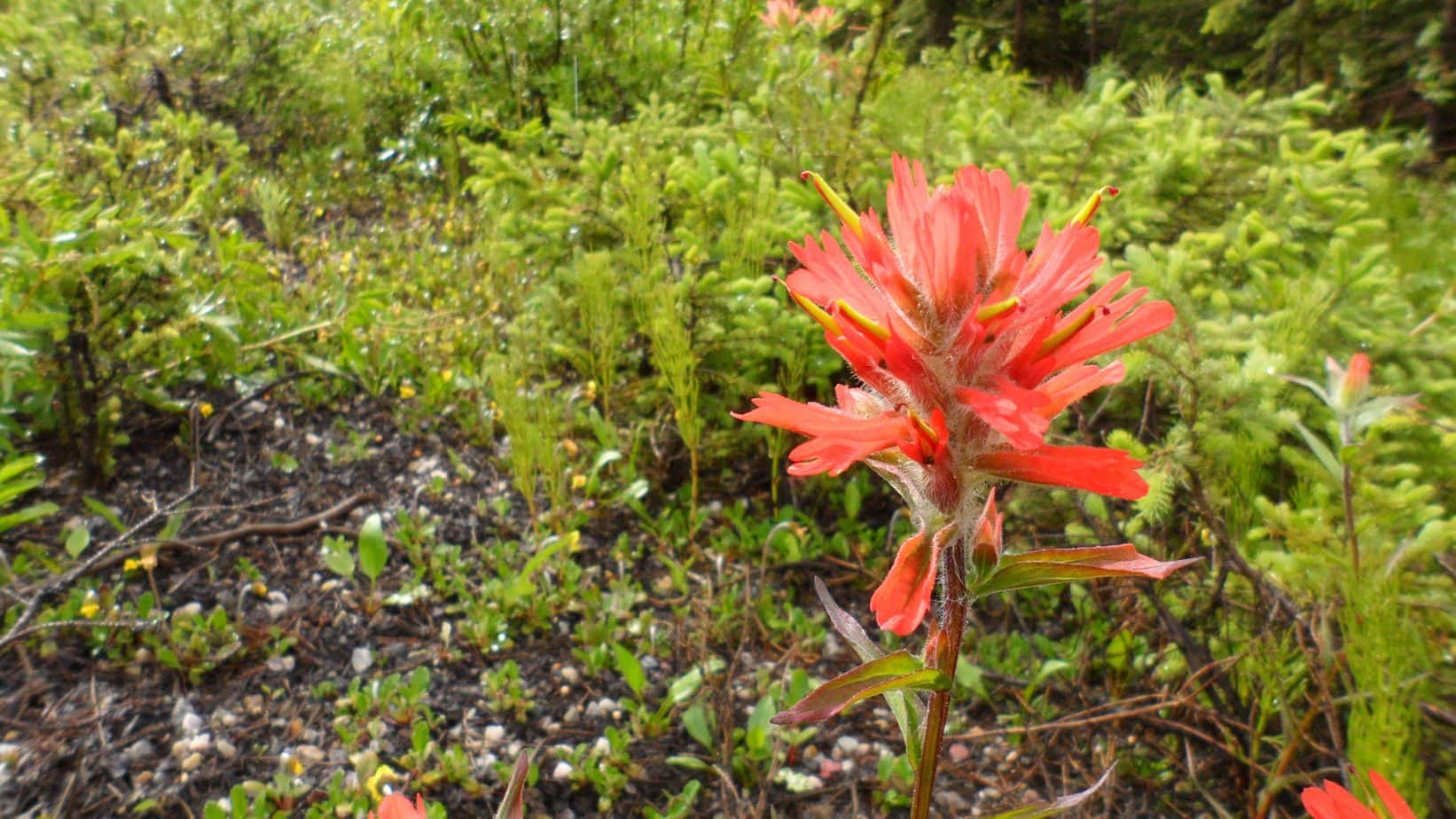 Paintbrush